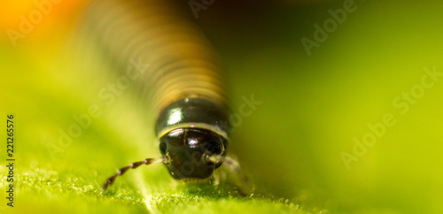 Millipede photo