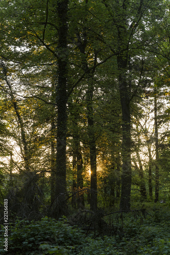 Dusk Sun Light Shining Through Between Trees © timallenphoto