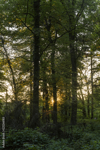 Dusk Sun Light Shining Through Between Trees