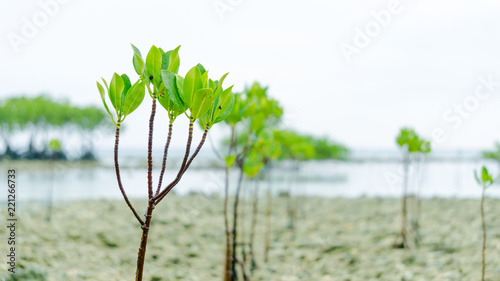 Little mangrove seed plant at beach photo