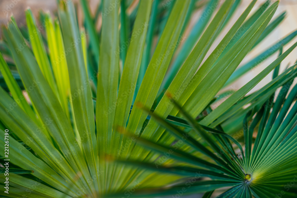 Fototapeta premium Green palm leaves in sunlight. Textured background of a tree.