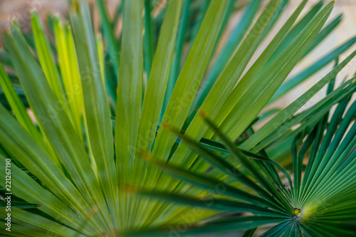 Green palm leaves in sunlight. Textured background of a tree.