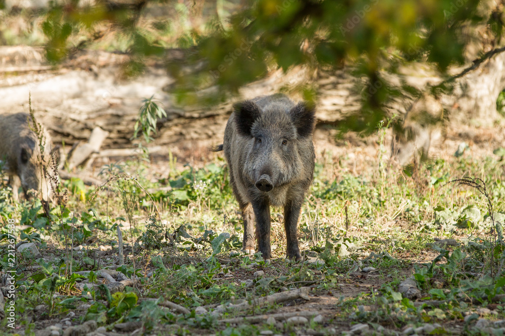 Wildschwein (Sus scrofa) auf Lichtung Wildschwein (Sus scrofa) auf Lichtung