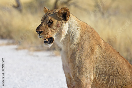 Fototapeta Naklejka Na Ścianę i Meble -  Löwenweibchen (panthera leo) im Etosha Nationalpark in Namibia
