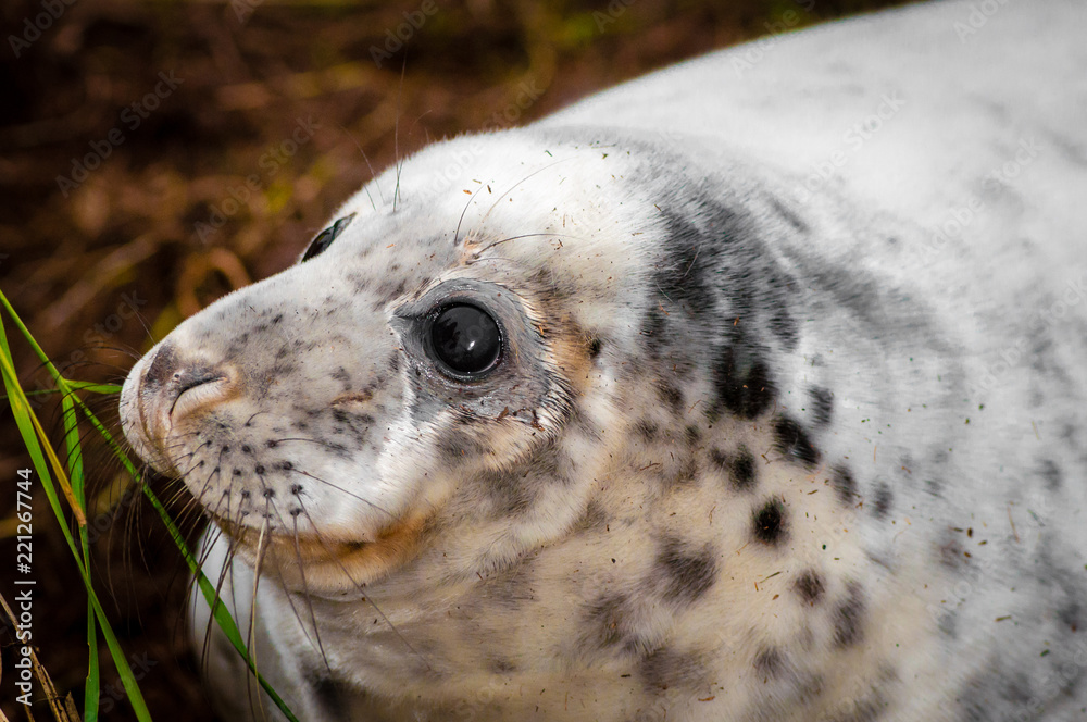 Portrait of baby seal lying on the beach at Donna Nook Seal Colony, UK Portrait of baby seal lying on the beach at Donna Nook Seal Colony, UK