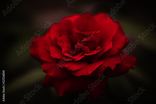 花 薔薇 ジョン・S・アームストロング © TAKUYA ARAKI