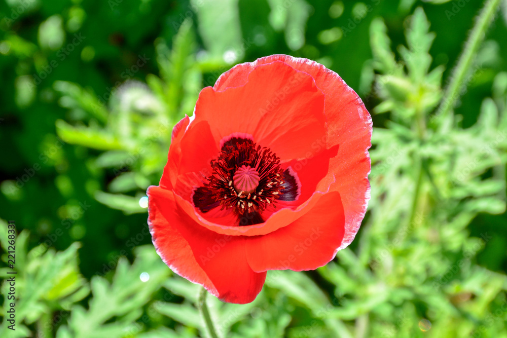 red flower with green green background