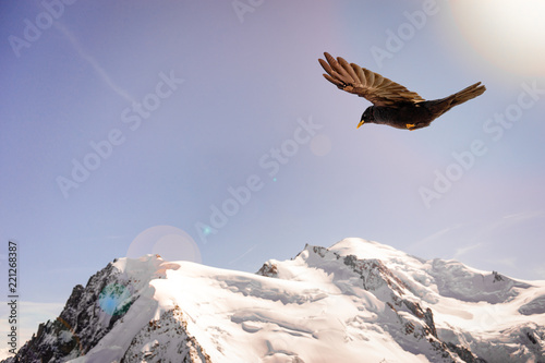 Alpine Chough (Pyrrhocorax graculus) flying against Alps mountains