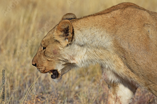 Fototapeta Naklejka Na Ścianę i Meble -  Löwenweibchen  (panthera leo) im Etosha Nationalpark (Namibia)