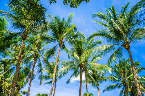 Coconut palm tree with blue sky sunshine day