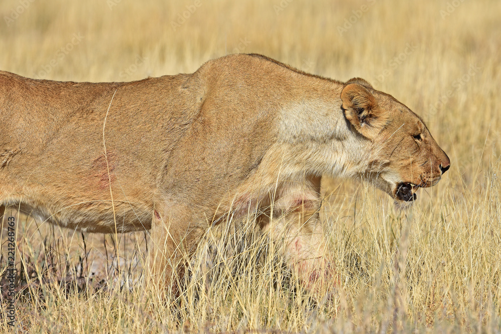 Löwenweibchen (panthera leo) im Etosha Nationalpark (Namibia) Löwenweibchen (panthera leo) im Etosha Nationalpark (Namibia)