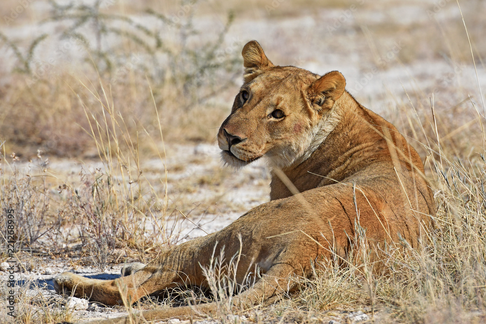 Löwenweibchen (panthera leo) im Etosha Nationalpark (Namibia) Löwenweibchen (panthera leo) im Etosha Nationalpark (Namibia)