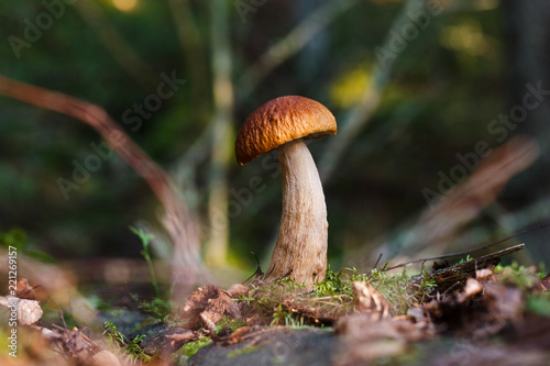 Boletus in the old tree. Autumn. At the bottom of the moss and the leaves
