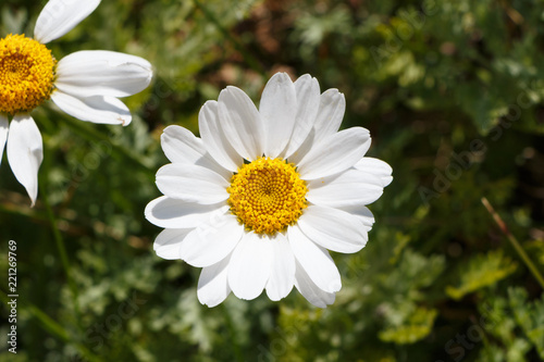 Obraz na plátne Fleurs de grandes marguerites