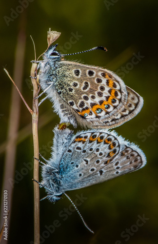Silver Studded Blues Mating