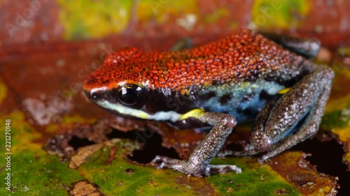 Ecuadorian Poison Frog (Ameerega bilinguis) on the rainforest floor in Ecuador. oject photo