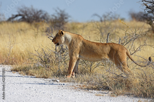 Fototapeta Naklejka Na Ścianę i Meble -  Löwe (panthera leo) neben der Straße im Etosha Nationalpark in Namibia