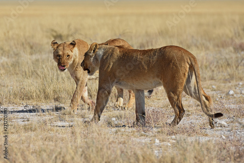 Fototapeta Naklejka Na Ścianę i Meble -  Löwinnen durchstreifen die Savanne im Etosha Nationalpark in Namibia