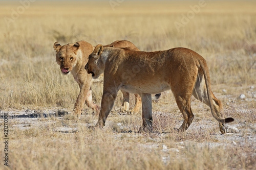 L  winnen durchstreifen die Savanne im Etosha Nationalpark in Namibia