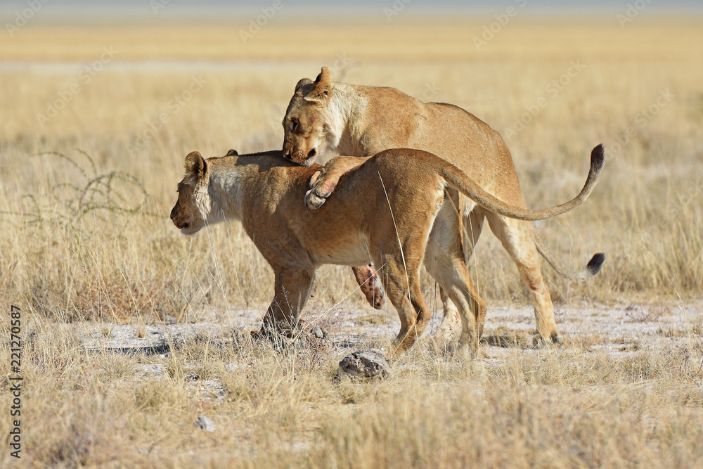 Obraz premium Löwinnen durchstreifen die Savanne im Etosha Nationalpark in Namibia
