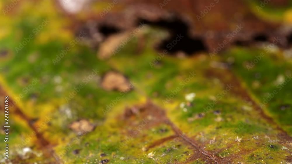 Ecuadorian Poison Frog (Ameerega bilinguis) jumps in slow motion on the rainforest floor in Ecuador. Ecuadorian Poison Frog (Ameerega bilinguis) jumps in slow motion on the rainforest floor in Ecuador.
