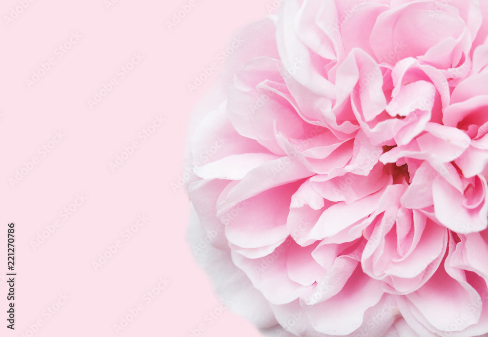 Soft focus pink rose with space for text ideal for greeting card