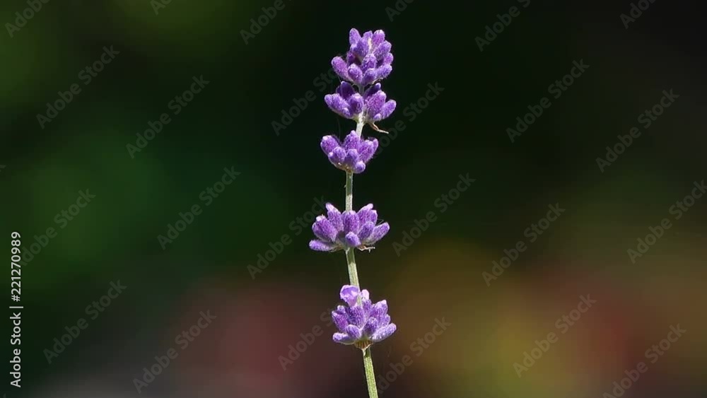 Branch with lavender flowers on a dark background on a sunny day in the garden. Branch with lavender flowers on a dark background on a sunny day in the garden.
