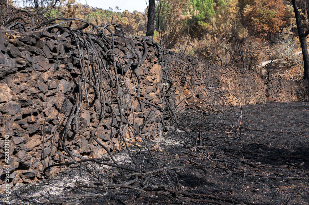 Burned trees near a road in Pedrogao Grande after the wildfires
