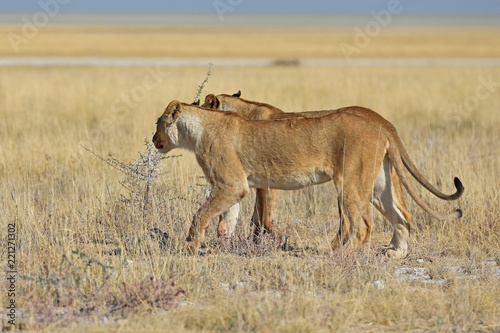 L  winnen durchstreifen die Savanne im Etosha Nationalpark in Namibia