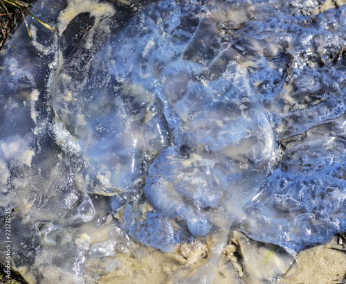 dead white jellyfish lies on the Black Sea shore