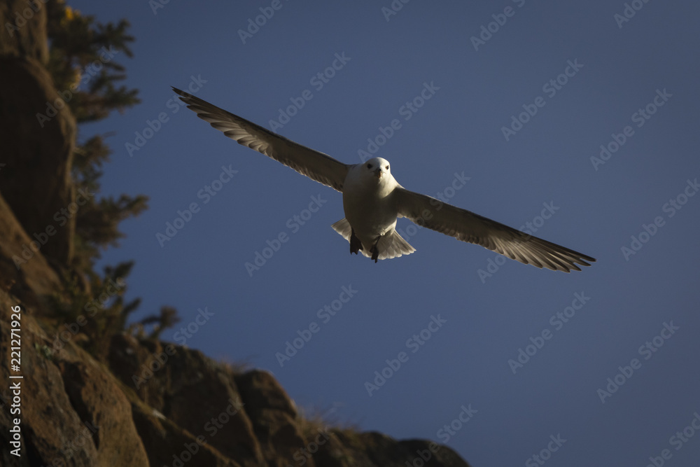 Northern fulmar in flight next to cliff Northern fulmar in flight next to cliff