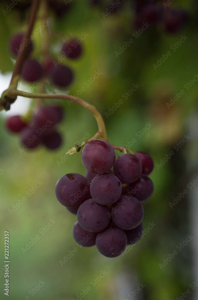 Close up of a purple bunch grapes Close up of a purple bunch grapes