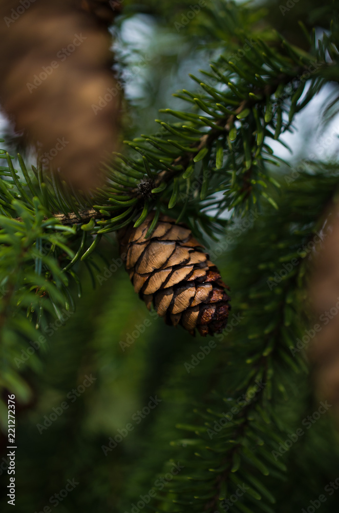 Pine cones on tree Pine cones on tree