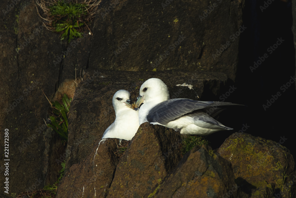 Two northern fulmars squawking on a cliff ledge Scotland sitting on a cliff in Aberdour Scotland Two northern fulmars squawking on a cliff ledge Scotland sitting on a cliff in Aberdour Scotland