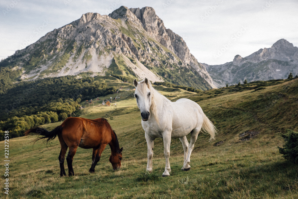 Wild horses in front of mountain peaks