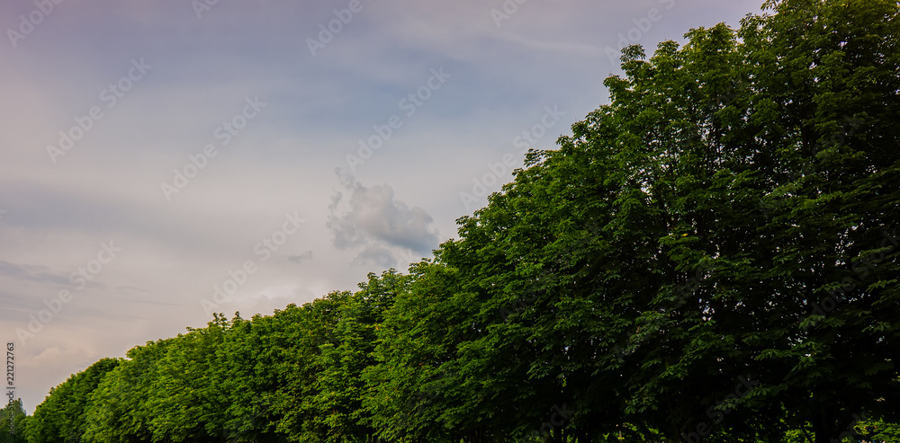 Obraz premium green tops of trees and the sky. Web banner.