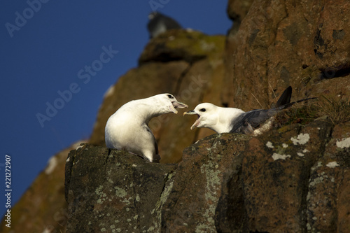 Two northern fulmars squawking on a cliff ledge Scotland