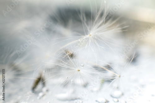 Fototapeta Naklejka Na Ścianę i Meble -  dandelion seeds with drops of water on a blue background  close-up