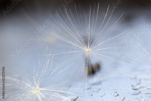 a drop of water on a dandelion. dandelion on a blue background with copy space close-up