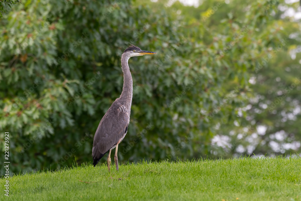 Fototapeta premium Great Blue Heron Standing on Grass, Portrait