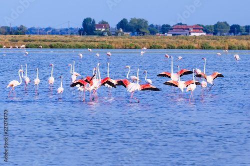 Flamingos with open orange pink wings in blue salt lake on blue sky background