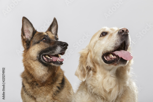 Portrait of a couple of expressive dogs  a German Shepherd dog and a Golden Retriever dog against white background