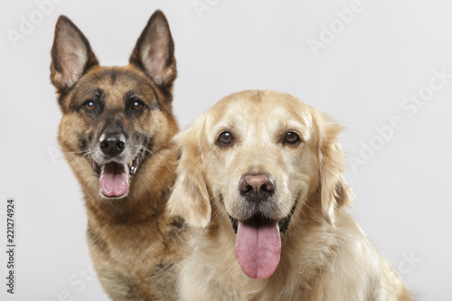 Portrait of a couple of expressive dogs, a German Shepherd dog and a Golden Retriever dog against white background