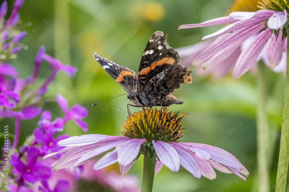 Vanessa atalanta,red admiral butterfly Vanessa atalanta,red admiral butterfly