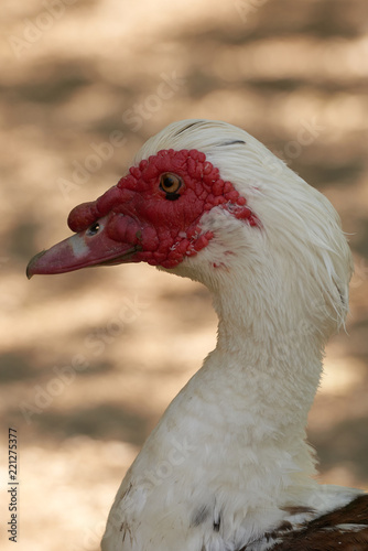 Muscovy Ente © Torsten