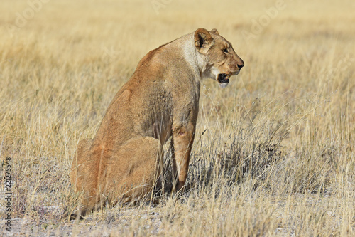 Fototapeta Naklejka Na Ścianę i Meble -  Löwenweibchen (panthera leo) im Etosha Nationalpark in Namibia