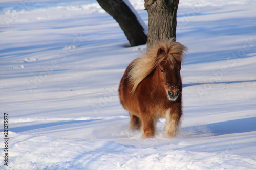 Shetland pony in the snow