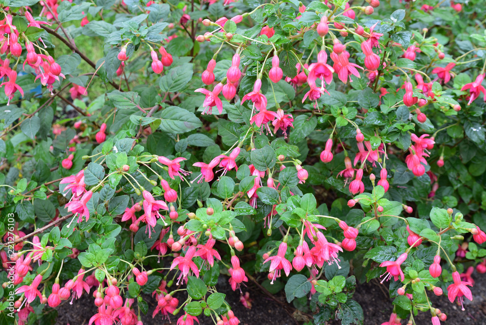 Fuschia rose au jardin