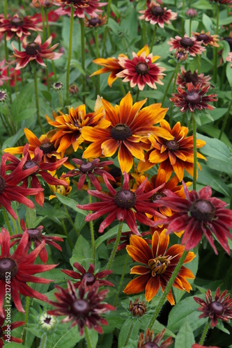 Mix of Rudbeckias