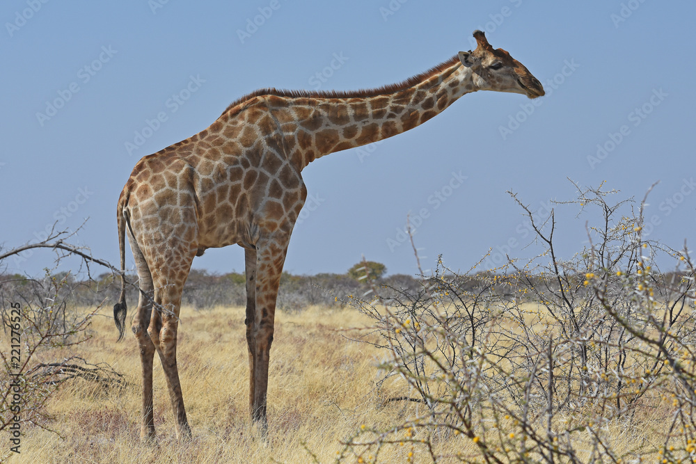 Fototapeta premium Giraffe (giraffa camelopardalis) im Etosha Nationalpark (Namibia) bei der Futtersuche